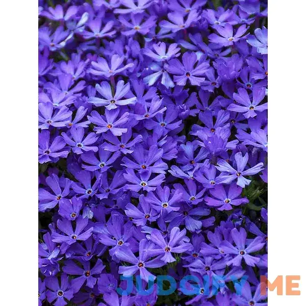 Phlox Violet Pinwheels Perennial Plant by Bluestone Perennials Phlox Violet Pinwheels Perennial Plant by Bluestone Perennials