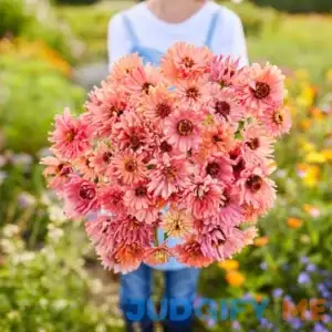 Eden Brothers Zinnia Seeds Senorita