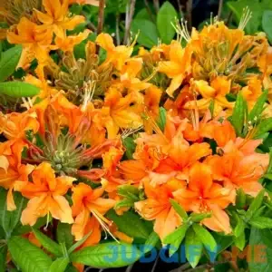 Tangerine Delight Deciduous Azalea - 2 gallon By Lots of Plants