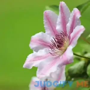 Nelly Moser Clematis Vine