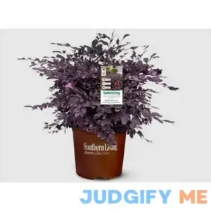 Southern Living Purple Loropetalum Live Shrub