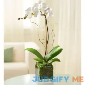 1-800-Flowers Elegant Orchid White