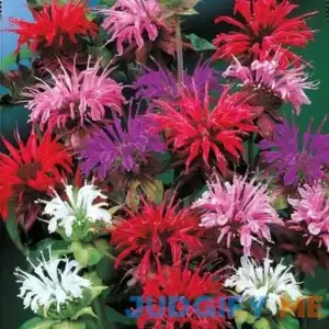 Bee Balm Mixture Red Purple Pink