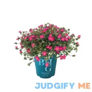 Better Homes & Gardens 1 Quart Purslane Pazazz Nano