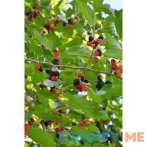 Mulberry Tree Buy 1 Get 1 Free