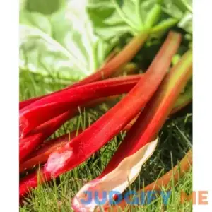 Strawberry Red Rhubarb Crowns