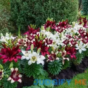 Hugs And Kisses Carpet Border Lily Mixture