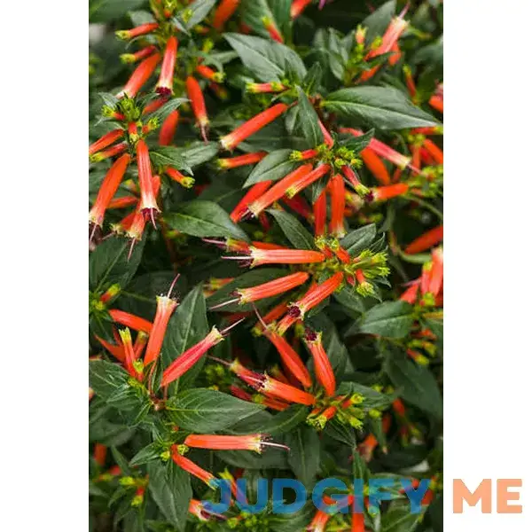 Proven Winners Cuphea Hybrid Vermillionaire Proven Winners Cuphea Hybrid Vermillionaire