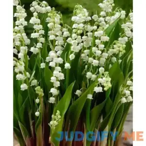 Lily of the Valley