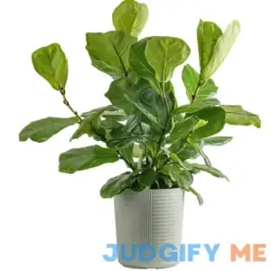Costa Farms Plants with Benefits Live Indoor Fiddle Leaf Fig Plant in Pot