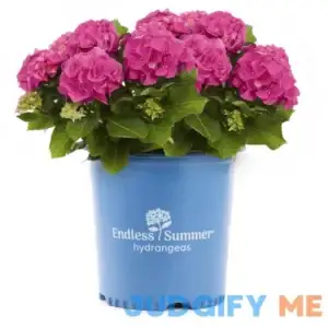 Endless Summer Hydrangea Live Sun