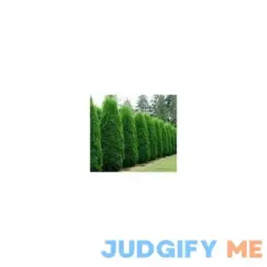 Tree Seeds 50 Americian Arborvitae Tree Seeds Property Border Thuja Cedar
