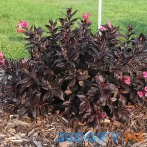 Van Zyverden Weigela Stunner 4" Potted Rocketliners