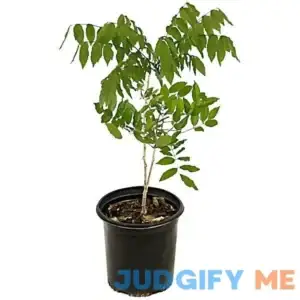 National Plant Network 2.5 qt. Wisteria Blue Plant