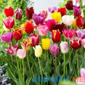 Tulip Bulbs Darwin Mixed Colors - 25 Bulbs