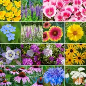 Deer Resistant Wildflower Seed Mix - 5 Pounds