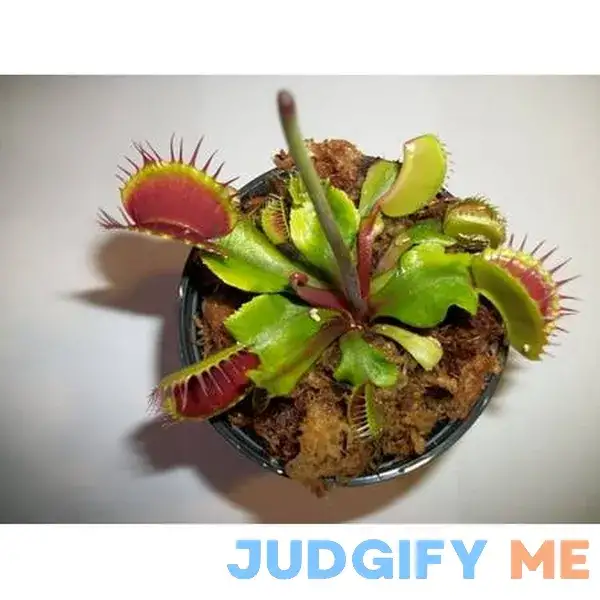 Adult Sized Venus Flytrap Fly Trap Adult Sized Venus Flytrap Fly Trap