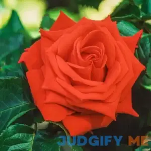 Spring Hill Nurseries Tropicana Dormant Bare Root Hybrid Tea Rose