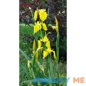 Large Rooted Starter Plant Yellow Flag Iris pseudacorus Bog Pond Water Garden