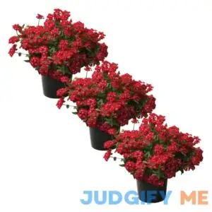 Live Verbena Plant Shades Healthy Flowering Plant Beautiful Spring