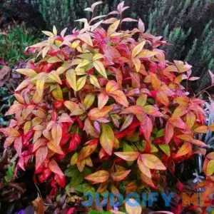 1 Dwarf Nandina Firepower (ornamental shrub)
