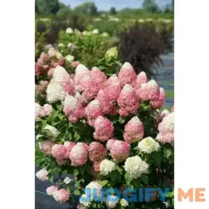 Proven Winners 1 Gallon Quick Fire Fab Panicle Hydrangea Live Plant