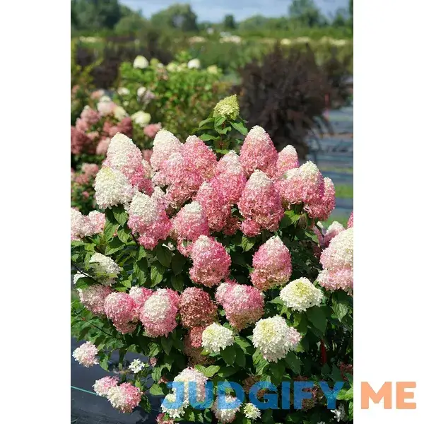 Proven Winners 1 Gallon Quick Fire Fab Panicle Hydrangea Live Plant Proven Winners 1 Gallon Quick Fire Fab Panicle Hydrangea Live Plant