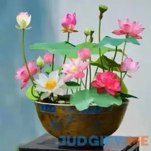 10 Pcs Mixed Color Bonsai Bowl Lotus Seeds Exotic Water Lily Flower Plant Seeds for Ornamental Pond and Home Planting