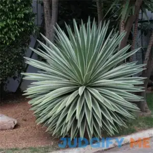 Rare Plant Tree Seeds Agave Angustifolia Marginata 30 Seeds