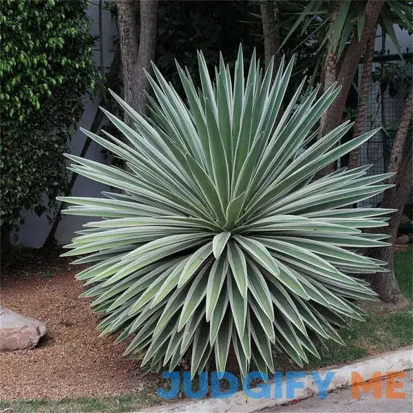 Rare Plant Tree Seeds Agave Angustifolia Marginata 30 Seeds Rare Plant Tree Seeds Agave Angustifolia Marginata 30 Seeds