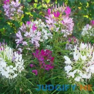 UtopiaSeeds Cleome Seeds - Spider Flower - Nectar Plant for Monarch Butterflies - Approximately 5000 Seeds