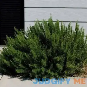 Rosemary Arp - 1 Gallon Pot