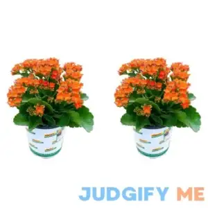 Kalanchoe Petero Orange Live Annual Plant