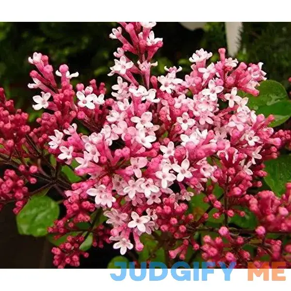 Diamond Fragrant Pink Perfume French Lilac Syringa Declaration Potted Plant Diamond Fragrant Pink Perfume French Lilac Syringa Declaration Potted Plant