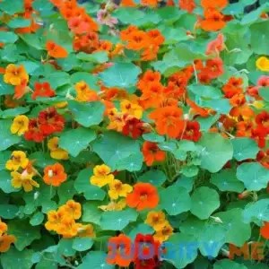 Eden Brothers Nasturtium Seeds Mixed Colors