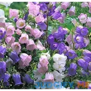 Canterbury Bells Mix - 1200 Seeds