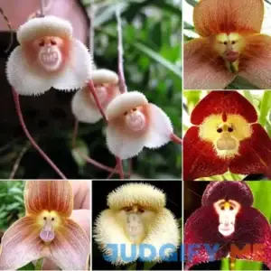 VictoryVentor 200+ Rare Orchid Seeds for Planting Monkey Face Orchid Seeds for Planting
