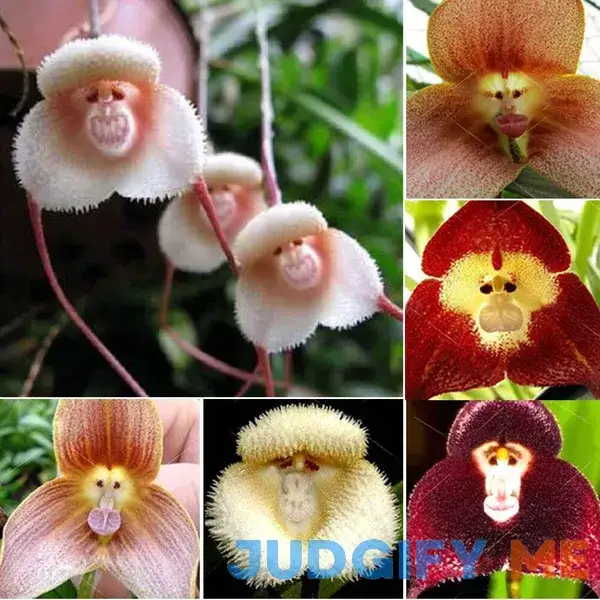 VictoryVentor 200+ Rare Orchid Seeds for Planting Monkey Face Orchid Seeds for Planting VictoryVentor 200+ Rare Orchid Seeds for Planting Monkey Face Orchid Seeds for Planting