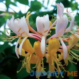 'Gold Flame' Honeysuckle Vine | ButterflyBushes.com