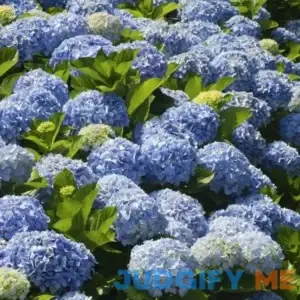 Nikko Blue Hydrangea - Large