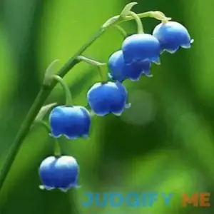 Lily of The Valley Seeds Convallaria Majalis Perennial Fragrant Cut Flowers Hardy Ground Cover Low Maintenance Deer Resistant Outdoor 100Pcs Flower