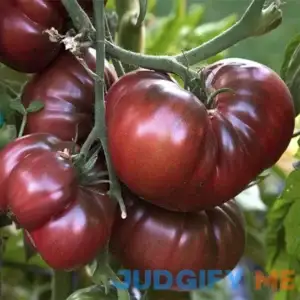 Black Krim - Russian Black Krim Heirloom USA Grown Tomato Seeds 30+