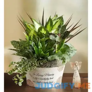 1-800-Flowers Mother's Day Gifts A Life So Beautiful Dish Garden A Life So Beautiful Dish Garden & Keepsake 101804LSK