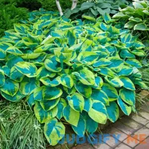 tokudama Flavocircinalis Hosta 1 Per Package Purple Hosta tokudama 'Flavocircinalis