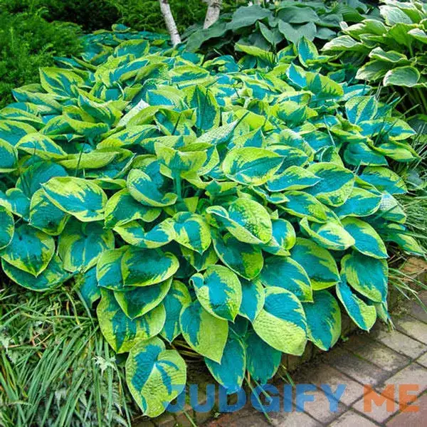 tokudama Flavocircinalis Hosta 1 Per Package Purple Hosta tokudama 'Flavocircinalis tokudama Flavocircinalis Hosta 1 Per Package Purple Hosta tokudama 'Flavocircinalis