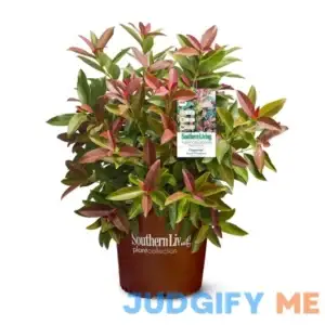 Southern Living 2 gal. Copper Top Viburnum Shrub