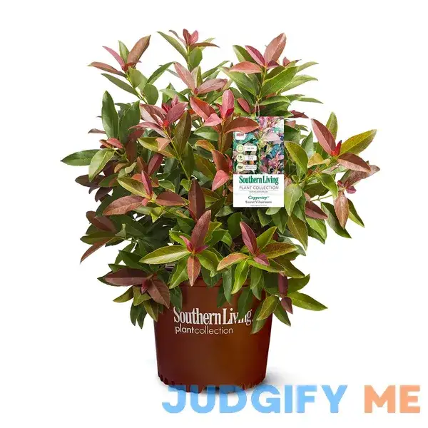 Southern Living 2 gal. Copper Top Viburnum Shrub Southern Living 2 gal. Copper Top Viburnum Shrub