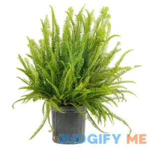 Costa Farms Kimberly Queen Fern House Plant in 10-in Pot CO.KQ10.1.GP.BLK
