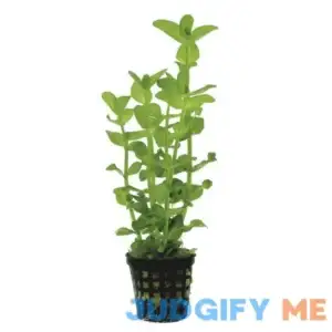 AquaLeaf Aquatics Potted Live Aquarium Plants