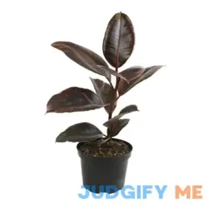 6" Ficus Ruby Variegated Rubber Plant Real House Plants Desk Plants Live